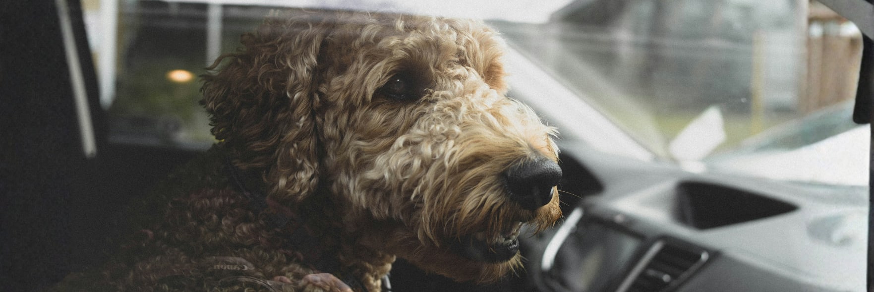 Fuel crisis risks animal welfare across WA
