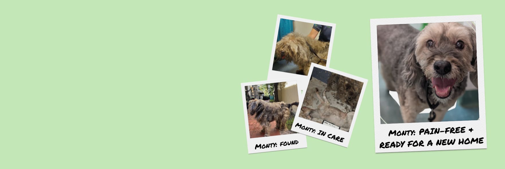 Monty finally free of pain in his final chapter