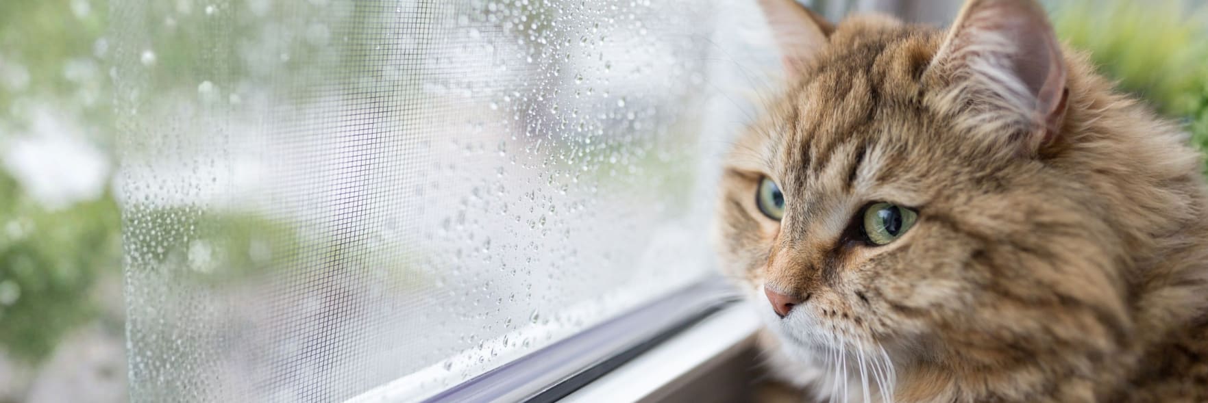 Pet owners urged to ensure animal safety in wild weather