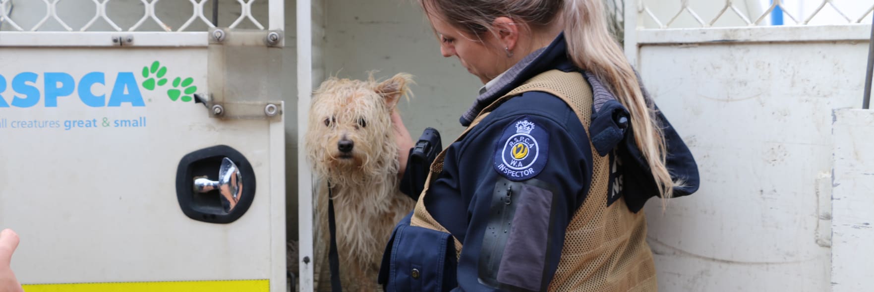 Pet owners urged to ensure animal safety in wild weather