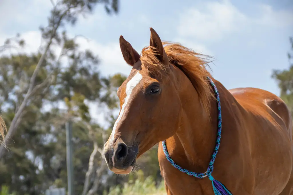 horse in wild
