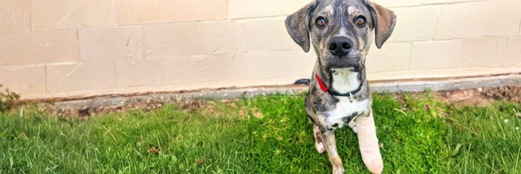 Dog adopted after days returned after just one night