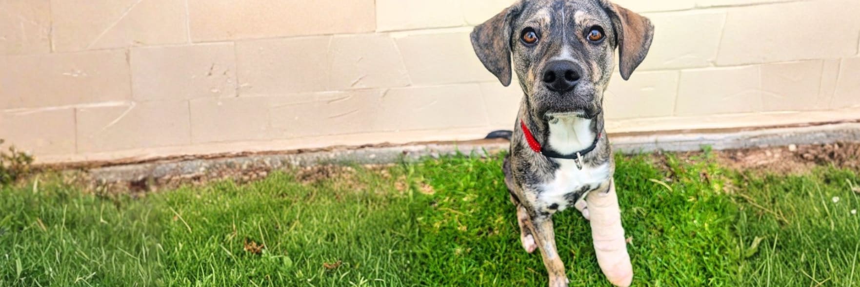 Dog adopted after days returned after just one night