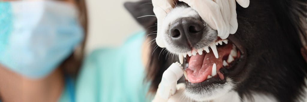 Why your pet’s dental health matters more than you think
