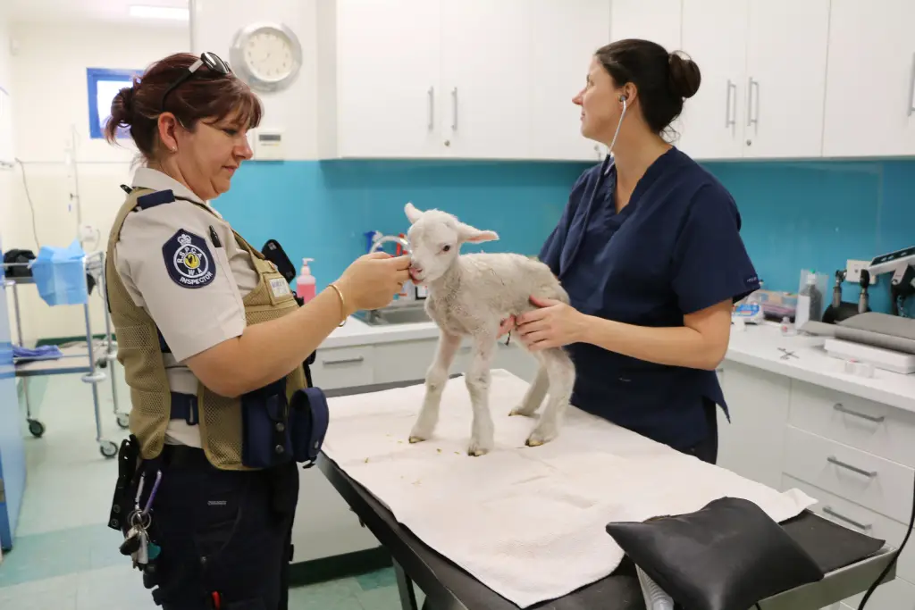 vet and inspector looking after lamb - sheep