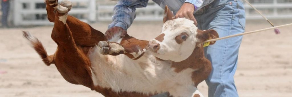 Concerning behaviour inflicting pain and distress on an animal at a rodeo or muster event.