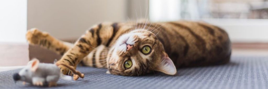 New animation warns cat owners: Roaming puts pets in danger