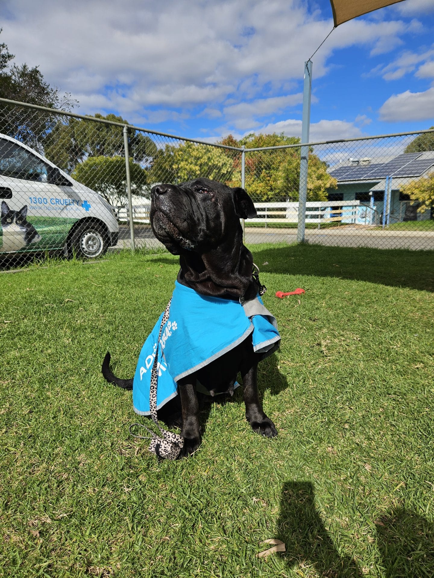 Shar pei in RSPCA WA vest
