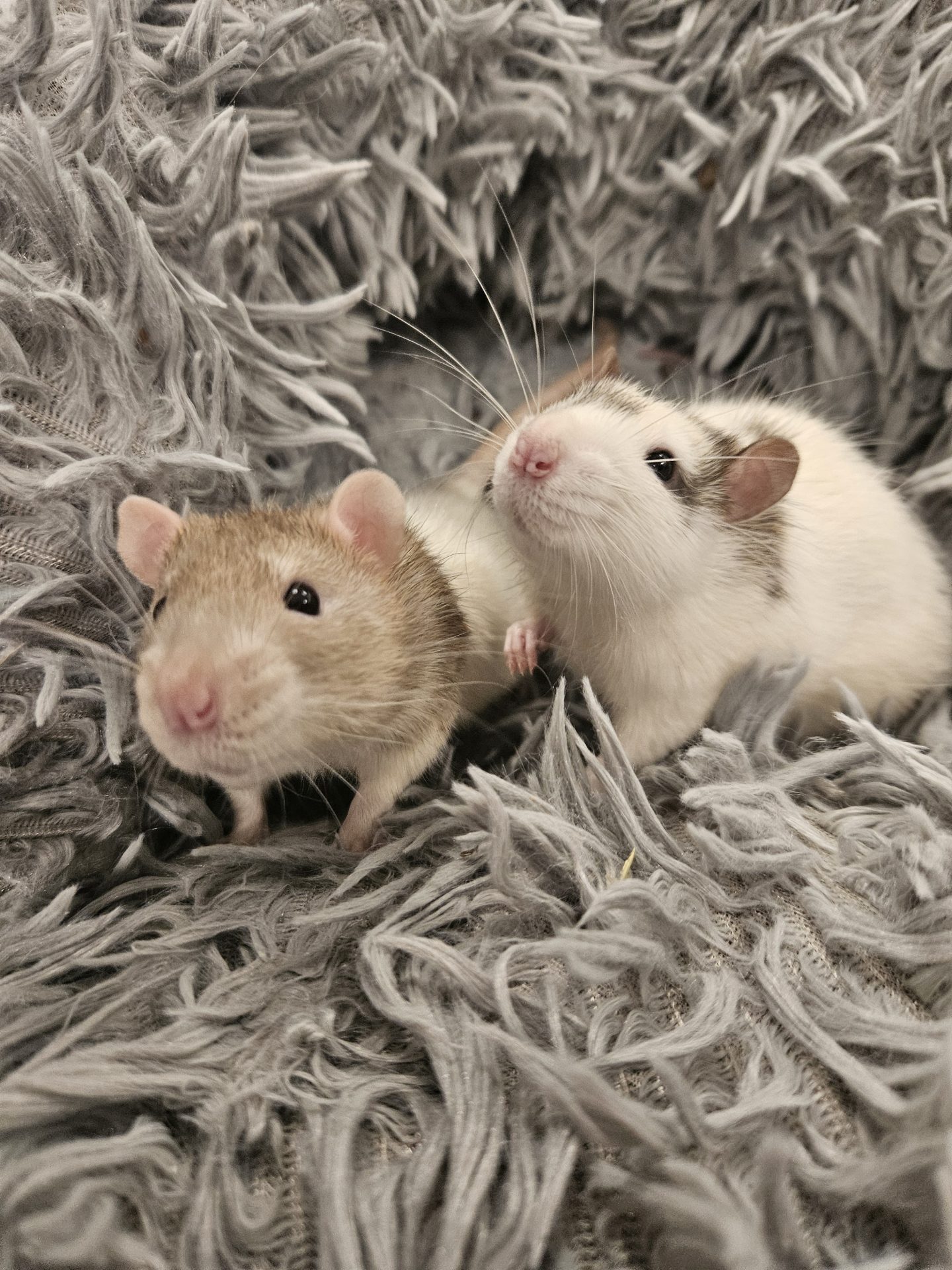 2 sweet mice in blanket