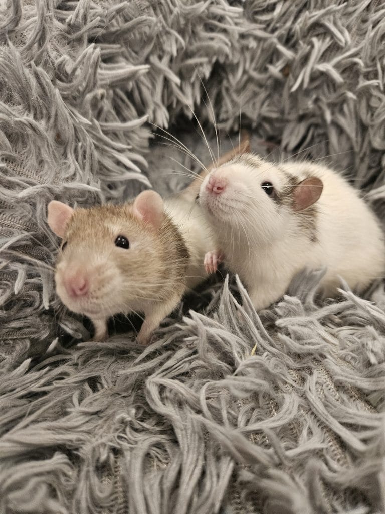 2 sweet mice in blanket