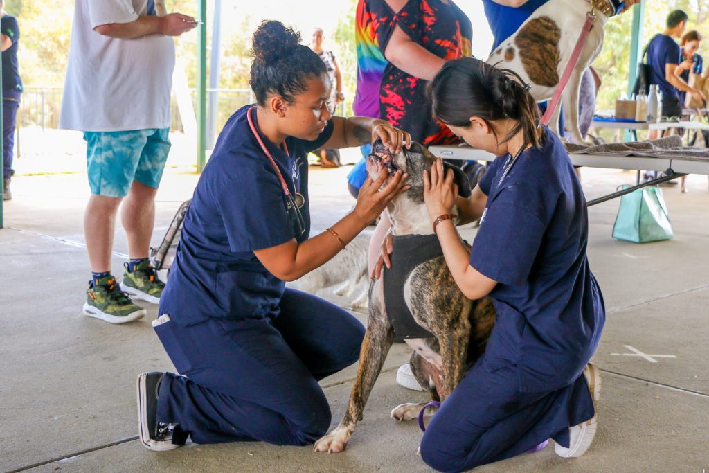 Vets checking dogs teeth at community action day