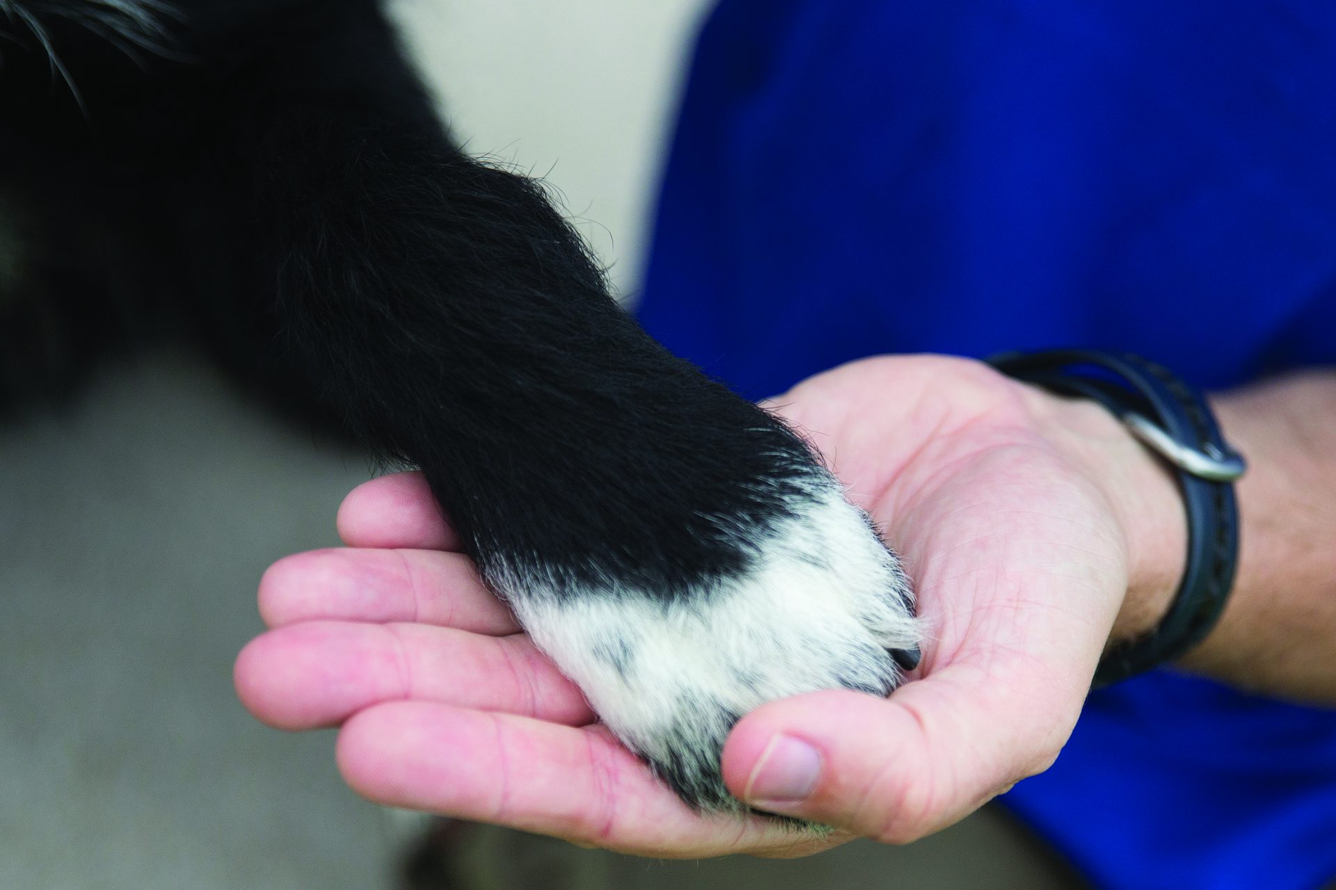 Dog paw holding hand