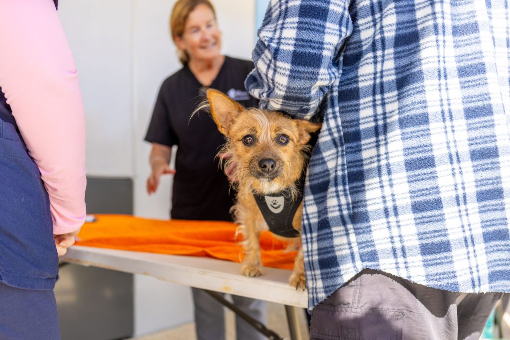 Small dog health check Community Action day