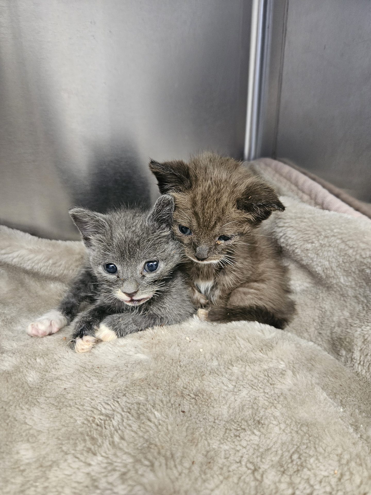Sick kittens