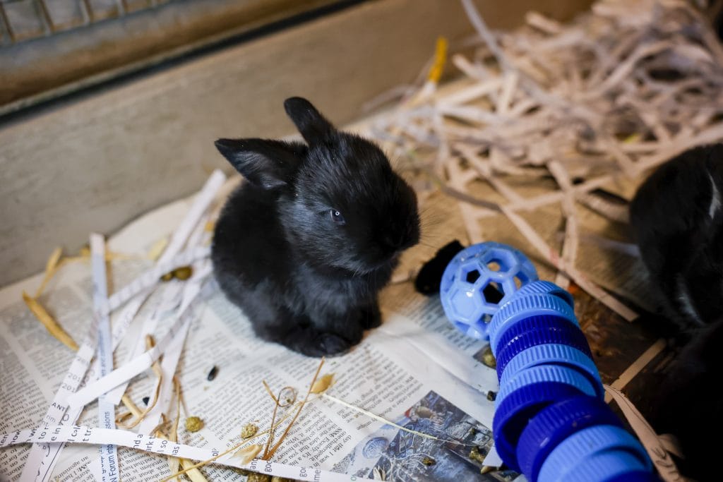 Tiny black bunny