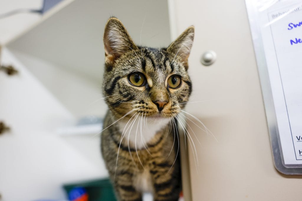 Cat in condo