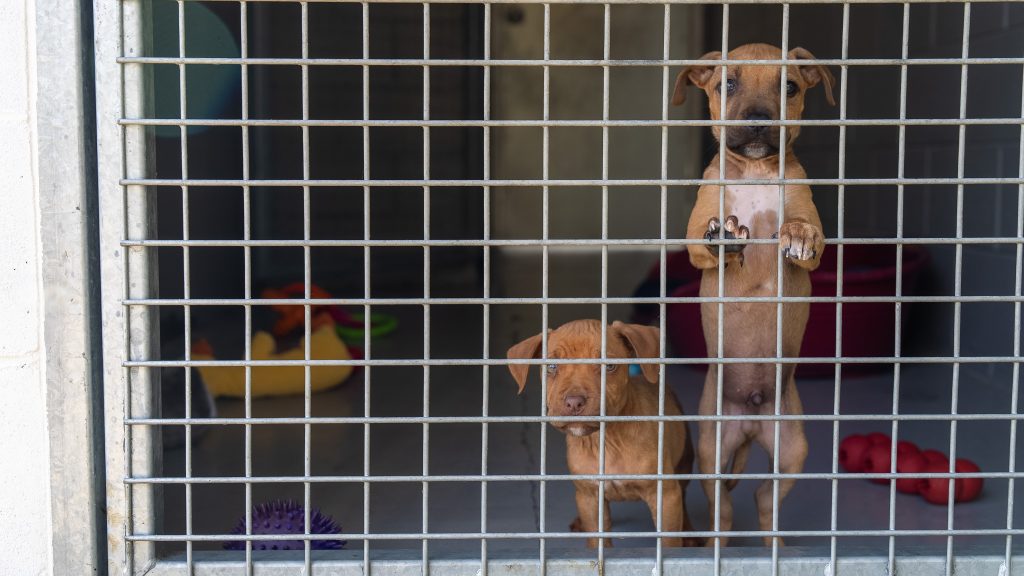 Brown puppies in kennel
