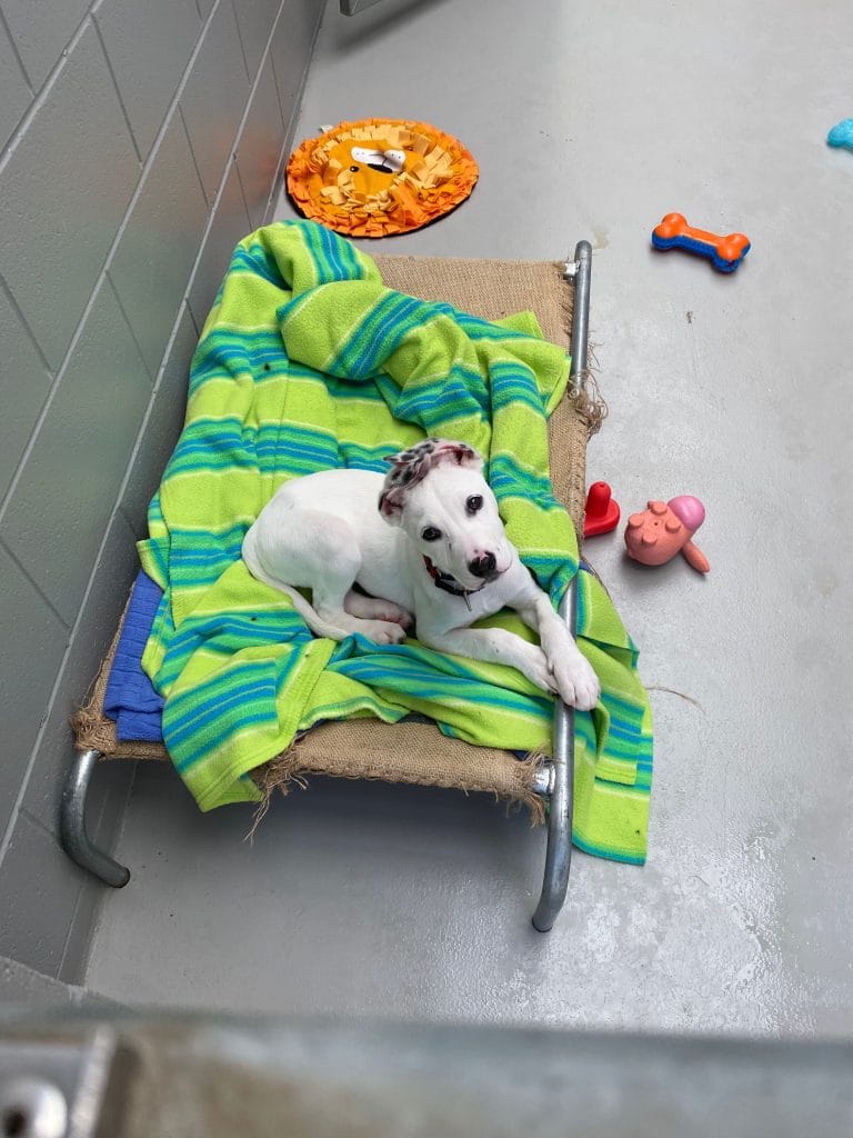 White puppy laying in kennel bed