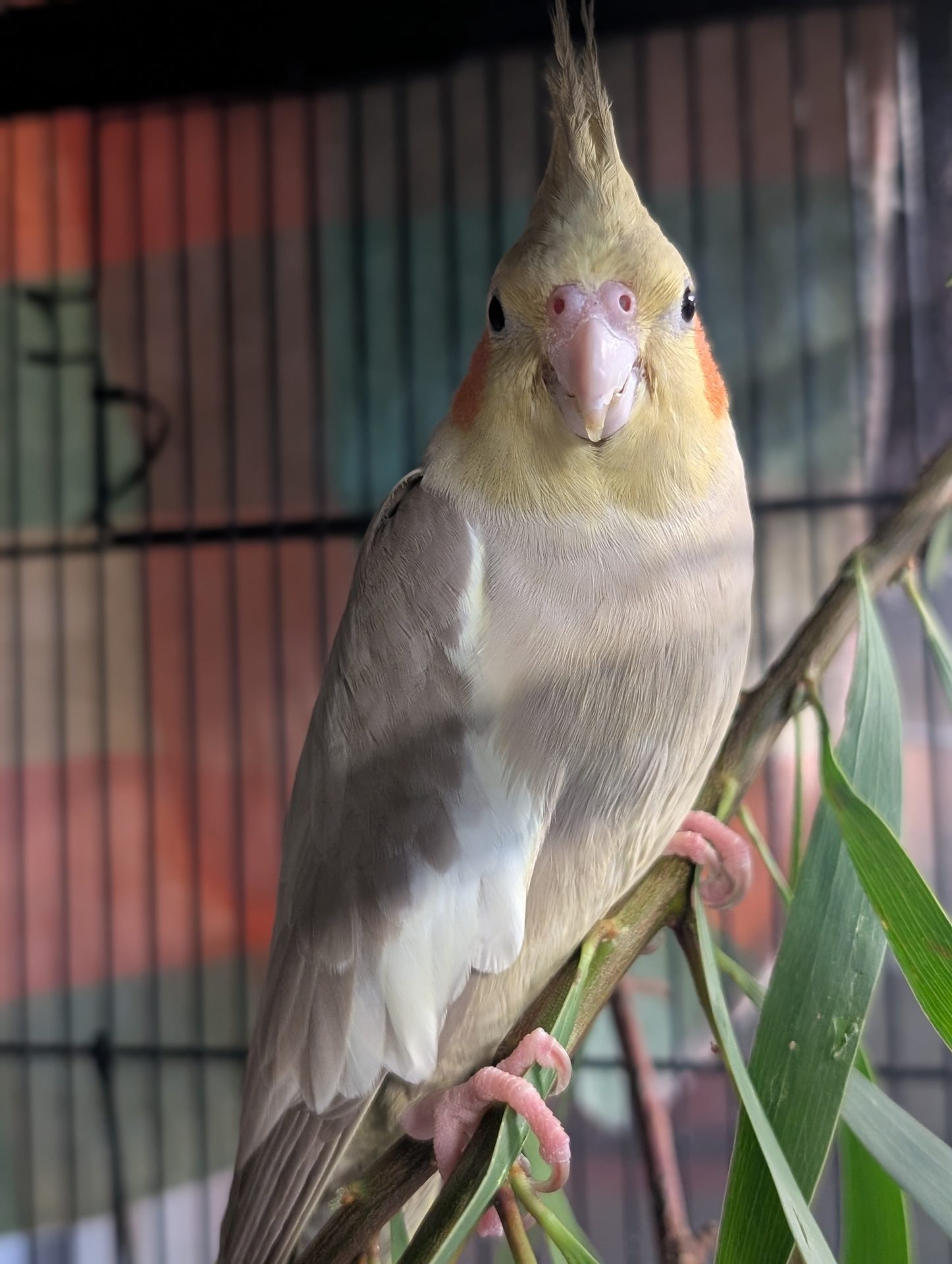Gecko the bird
