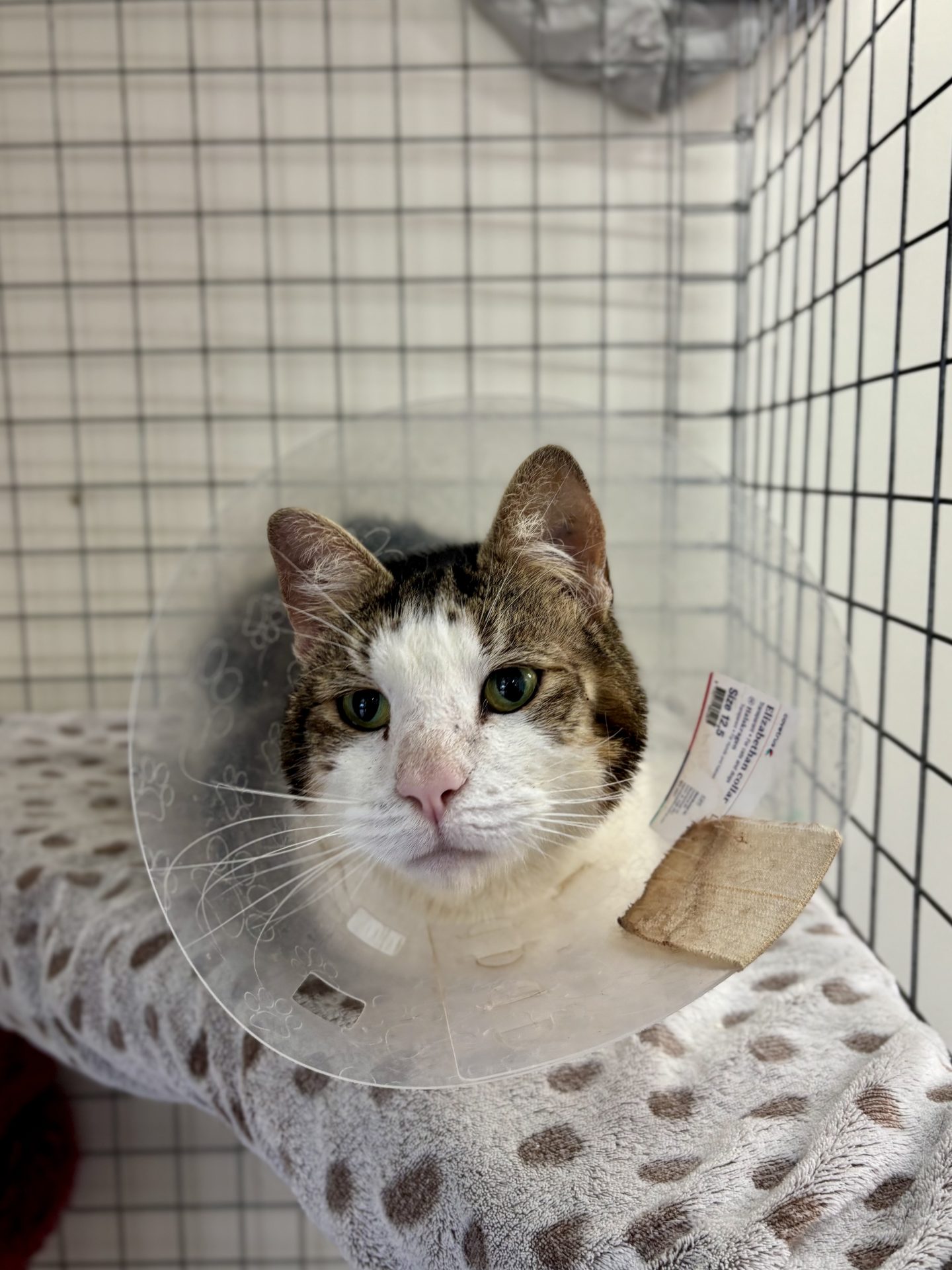 Goliath cat with cone on head