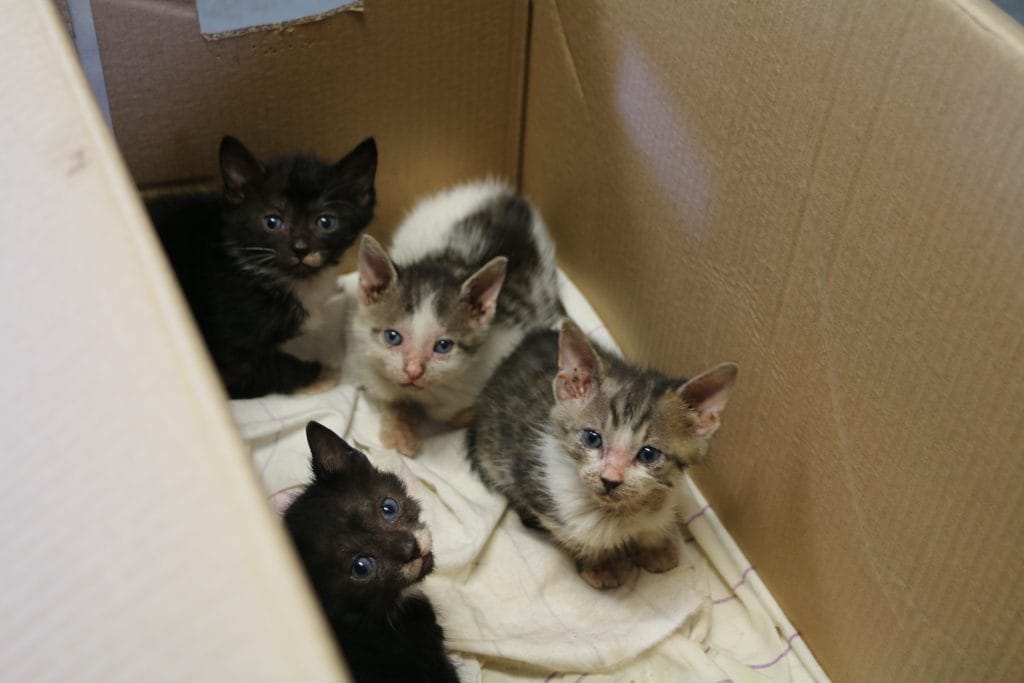 Kittens in box