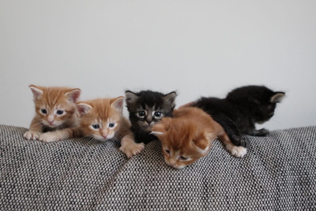 Small kittens on couch