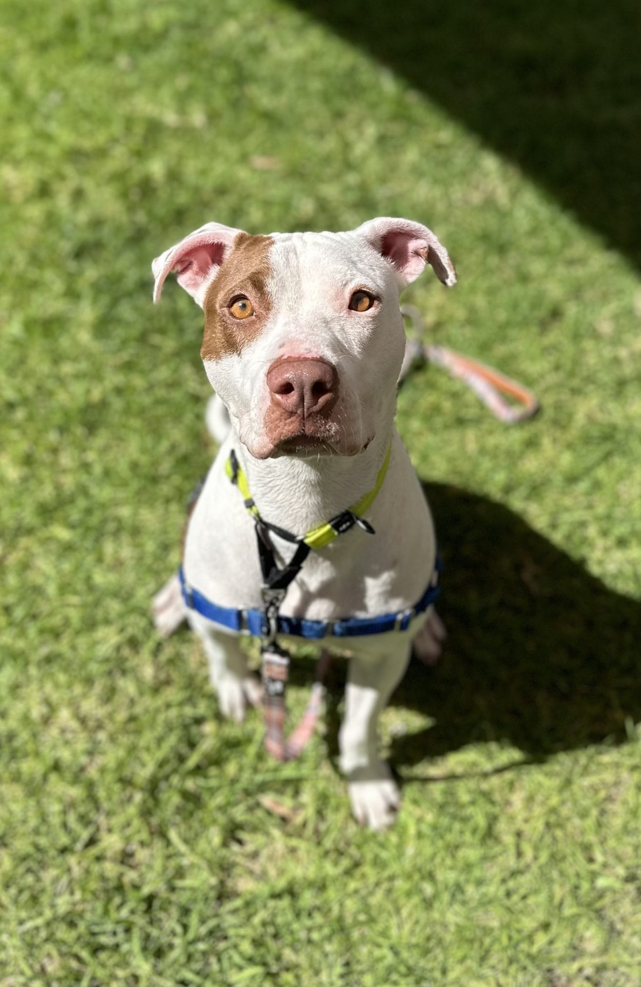 Dog sitting on grass