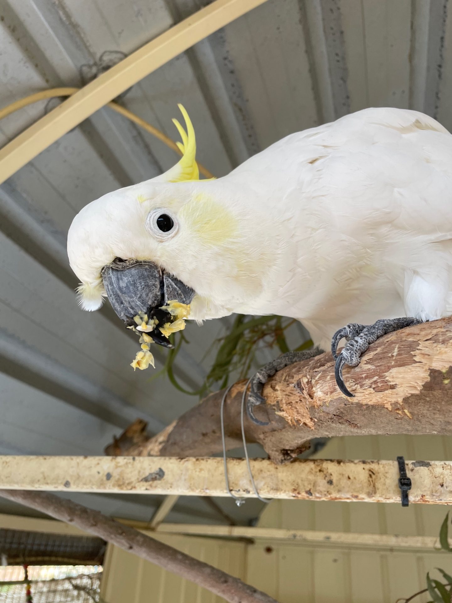 Kiko the cockatoo eating