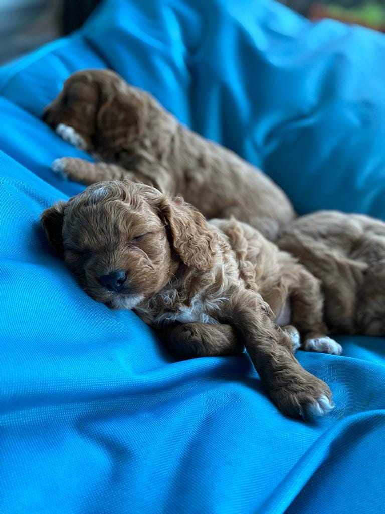 Puppies sleeping