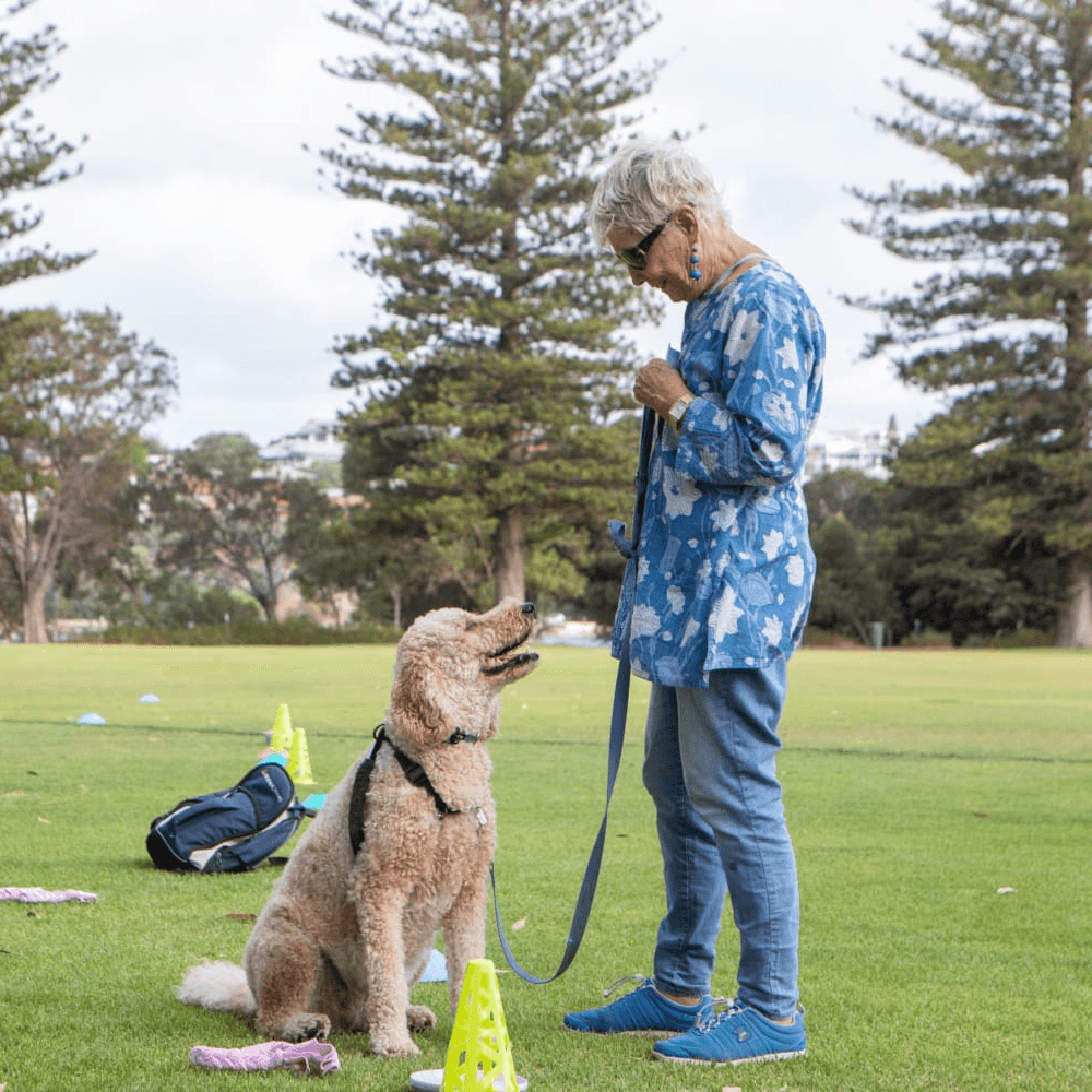 Cavoodle and owner at park - learning to sit - at RSPCA WA Level 1 Dog Training