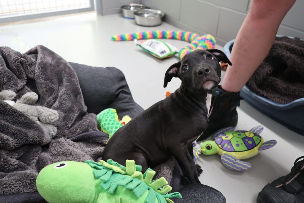 Lilo puppy in kennel with toys