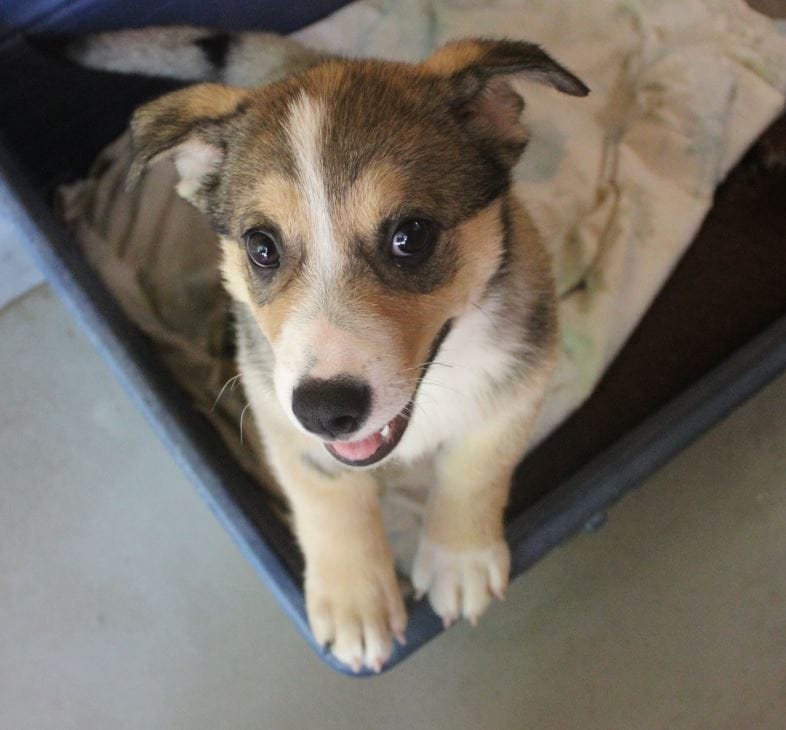 Smiling puppy in bed