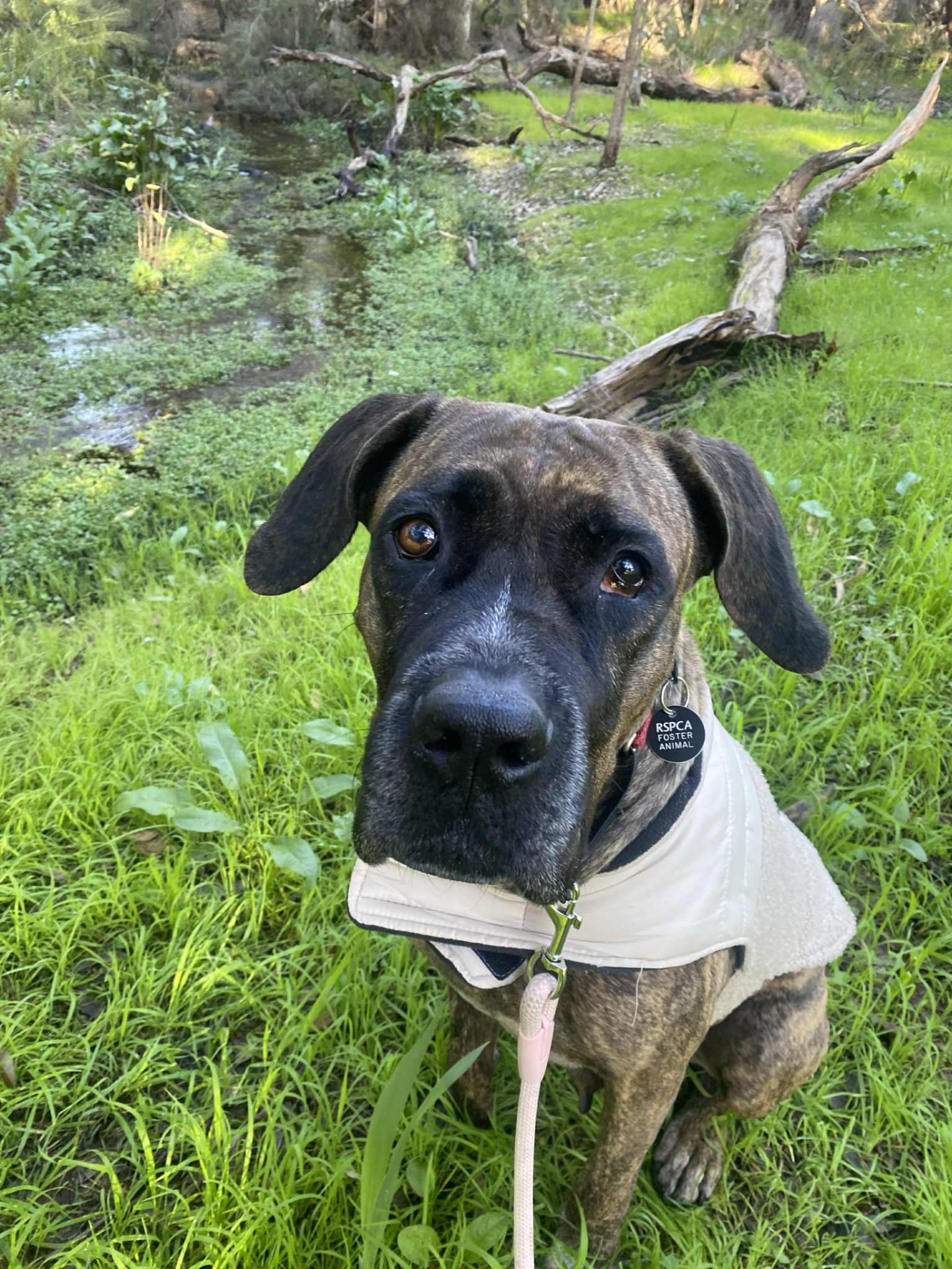 Morley dog in foster care