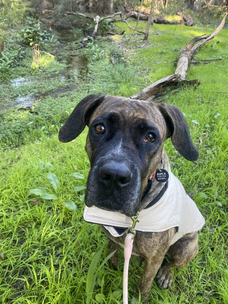 Morley dog in foster care