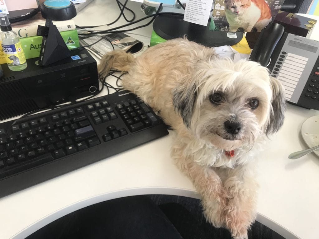 Office dog sitting on desk