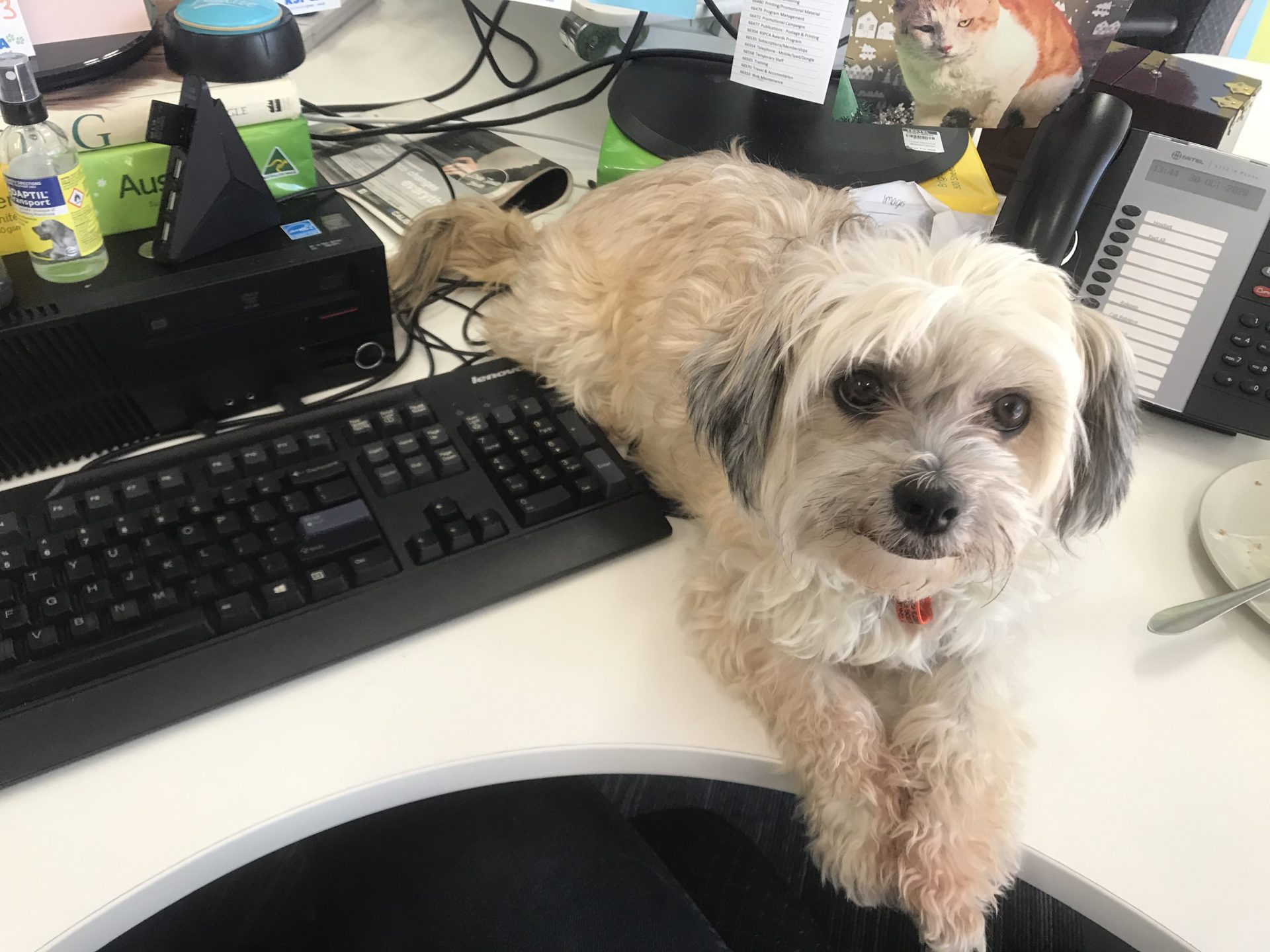 Office dog sitting on desk