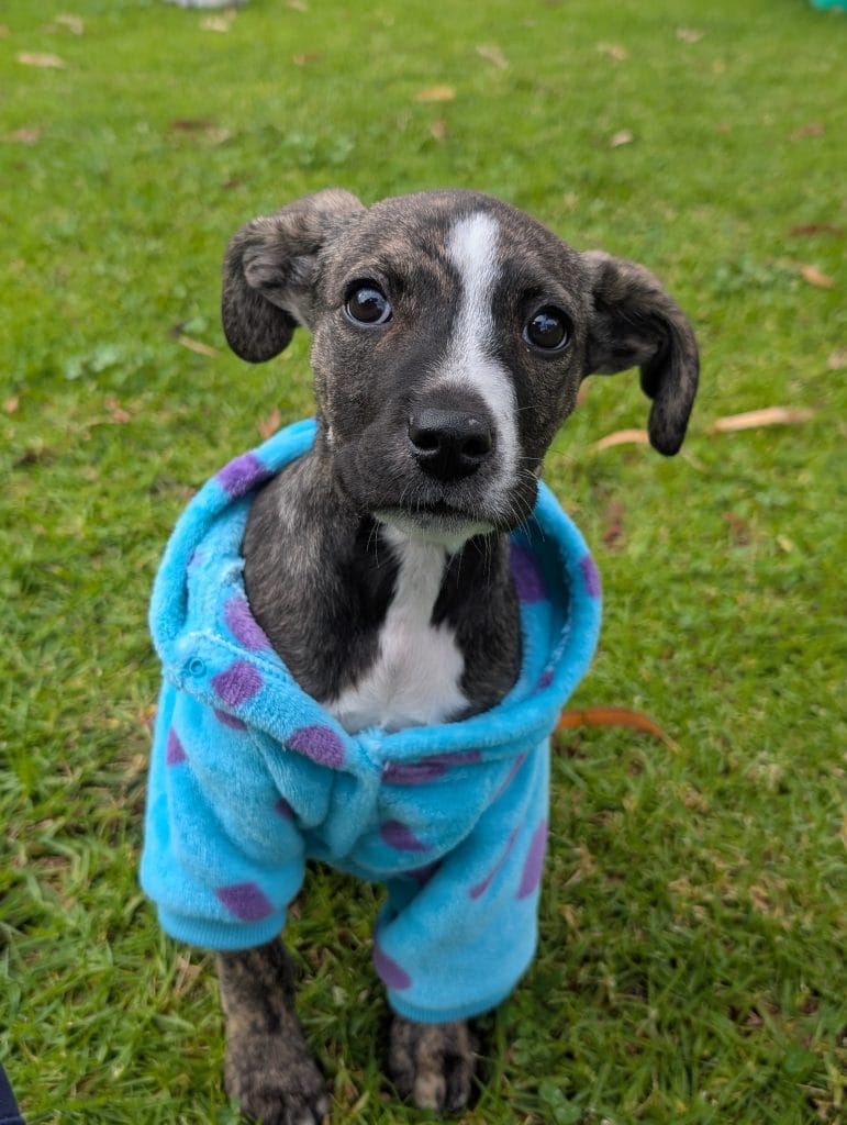 Cute puppy in jumper on grass