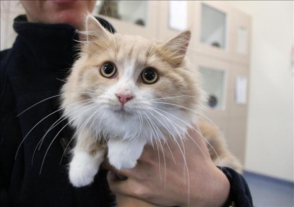 Fluffy cat with big eyes