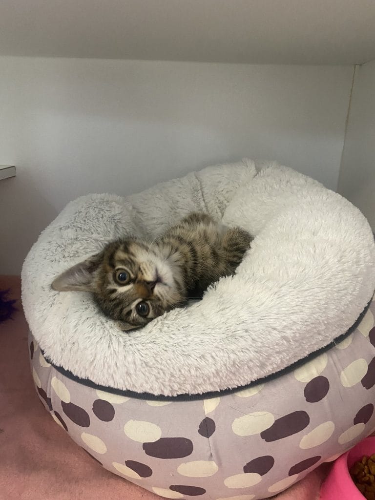 Kitten in bed