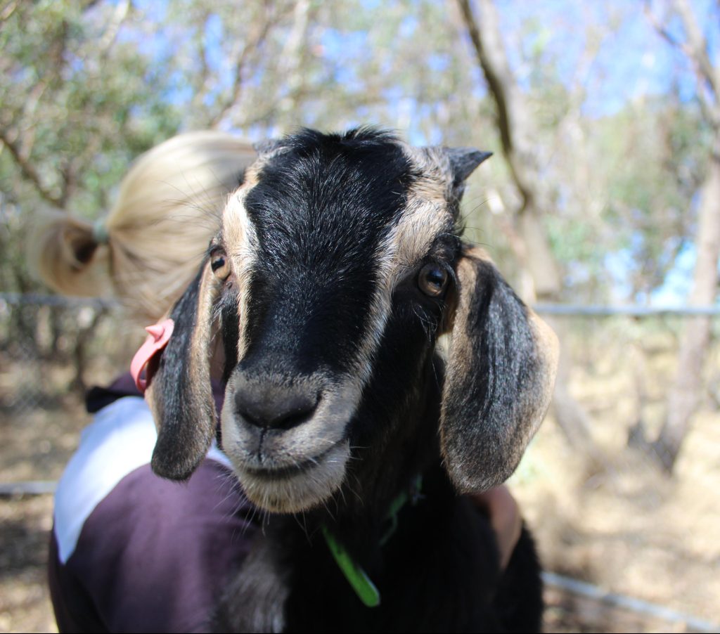 Black and brown goat being held