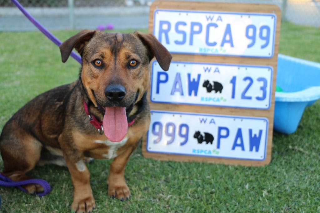 Dog with RSPCA WA number plates