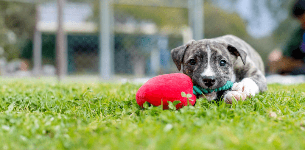GIW dog with toy in mouth