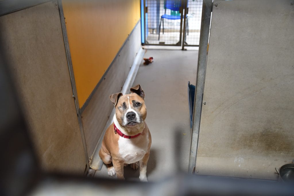 One eyed dog in kennel