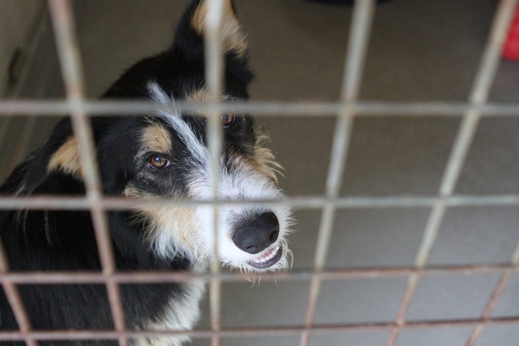 Dog looking up behind kennel