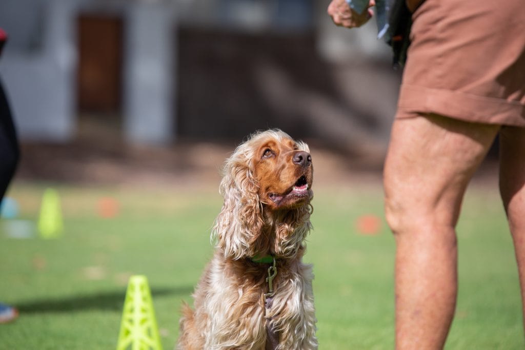 dog training fremantle photoshoot class 2023