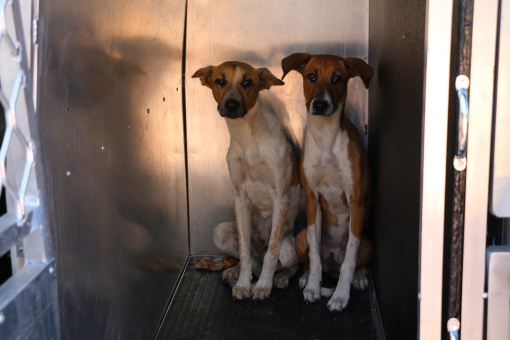 dogs in inspector vehicle