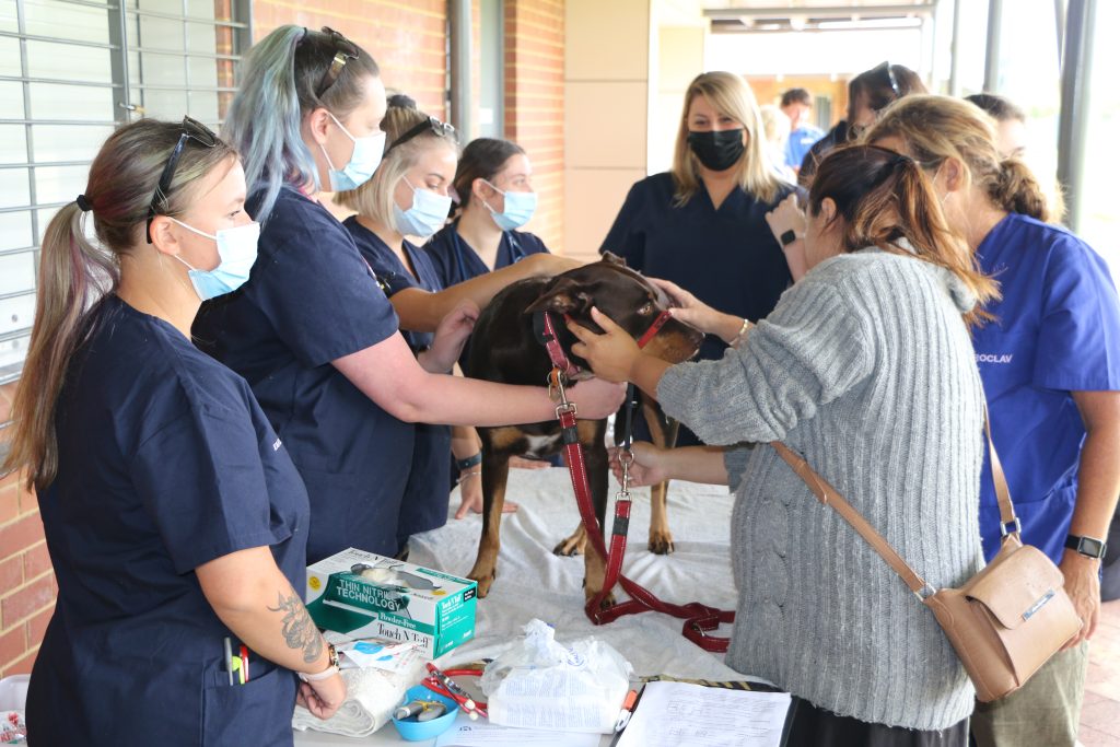 Vets helping dog at Community Action Day