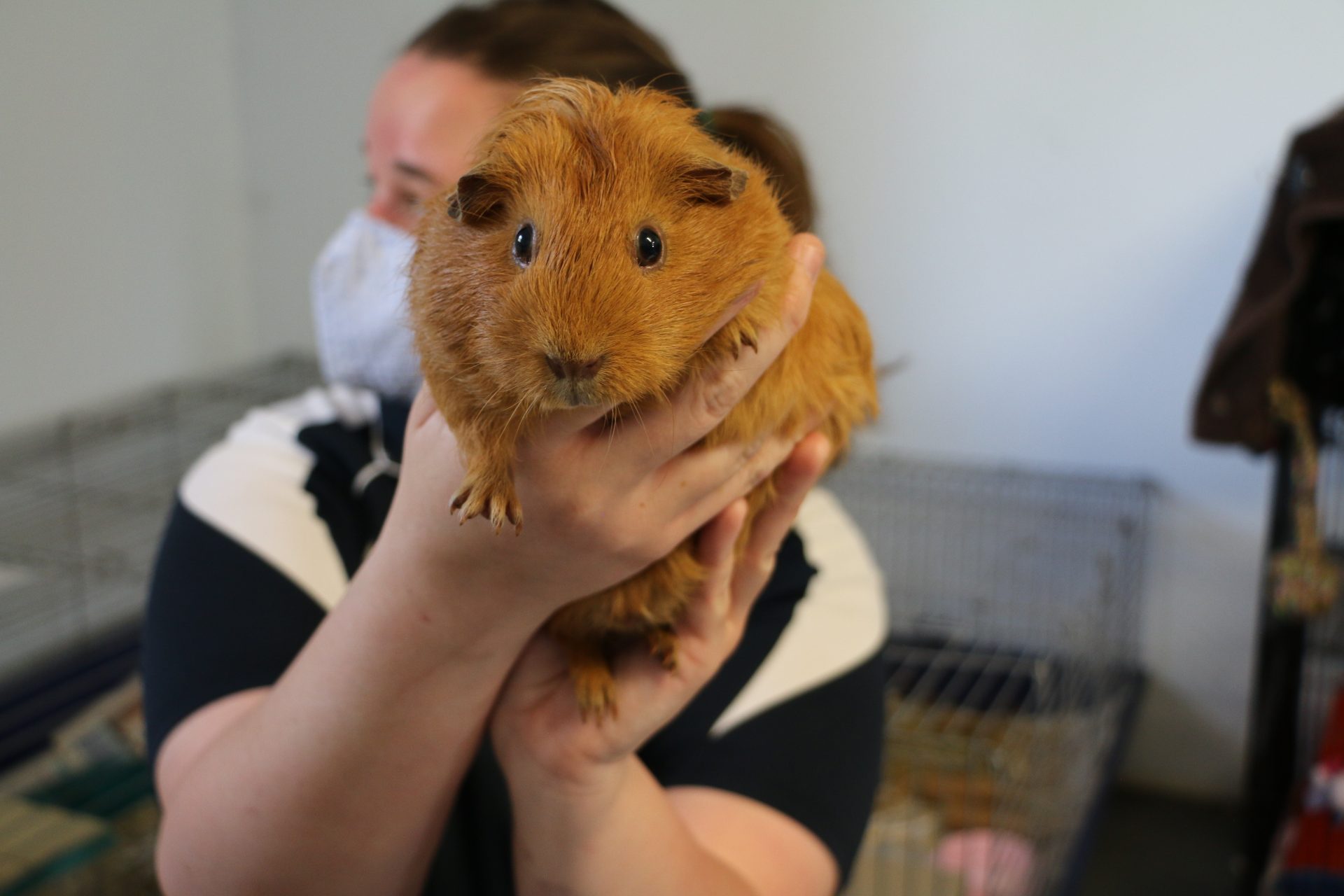 guinea pig being held