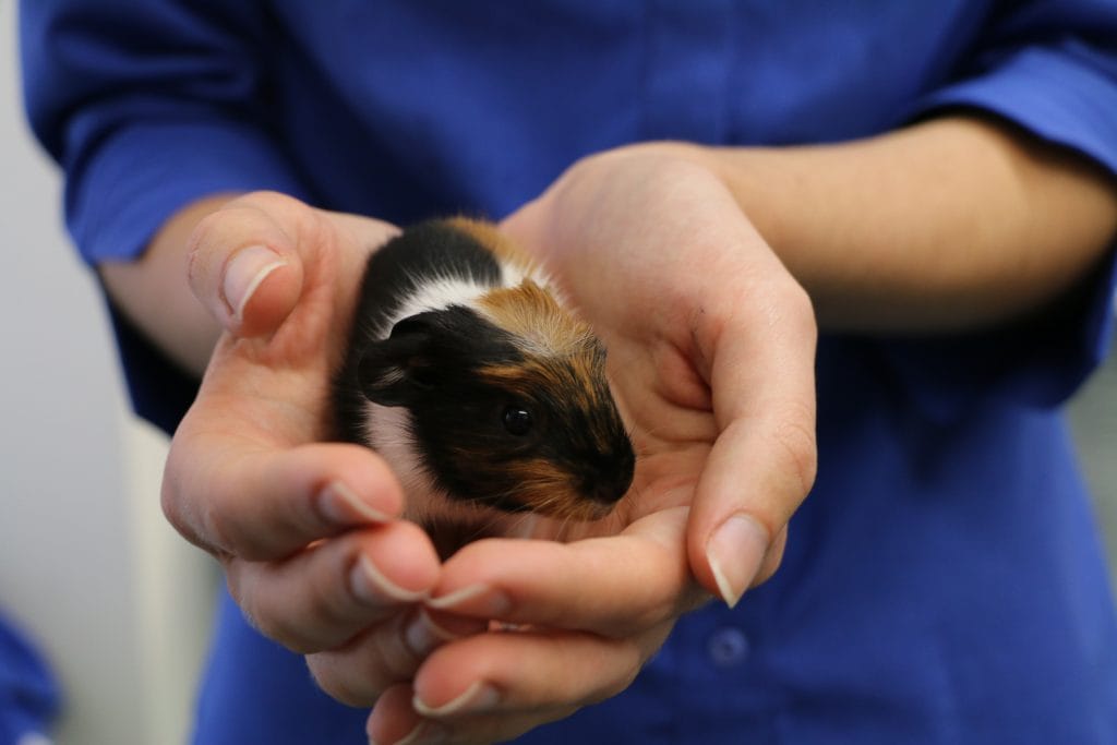 Guinea pig peppa babies foster