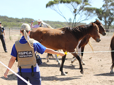 Inspector Sam with horses